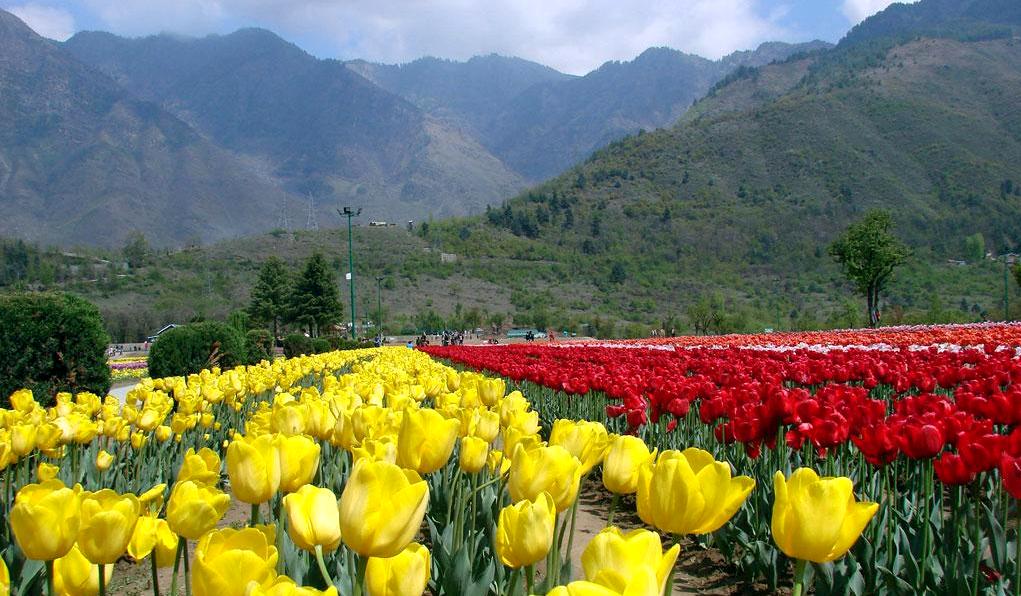 Kashmir